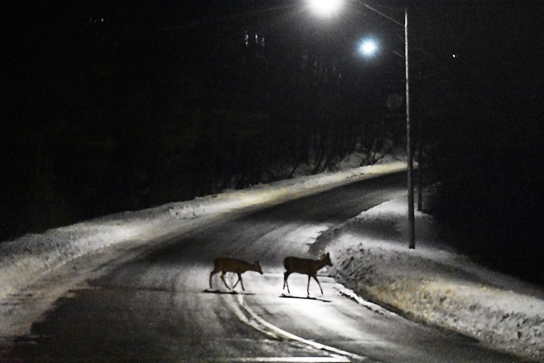 Deer crossing